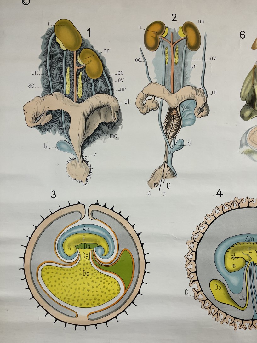 Kaart voor aan de muur van voortplantingsorganen en ontwikkeling van jonge zoogdieren detail1