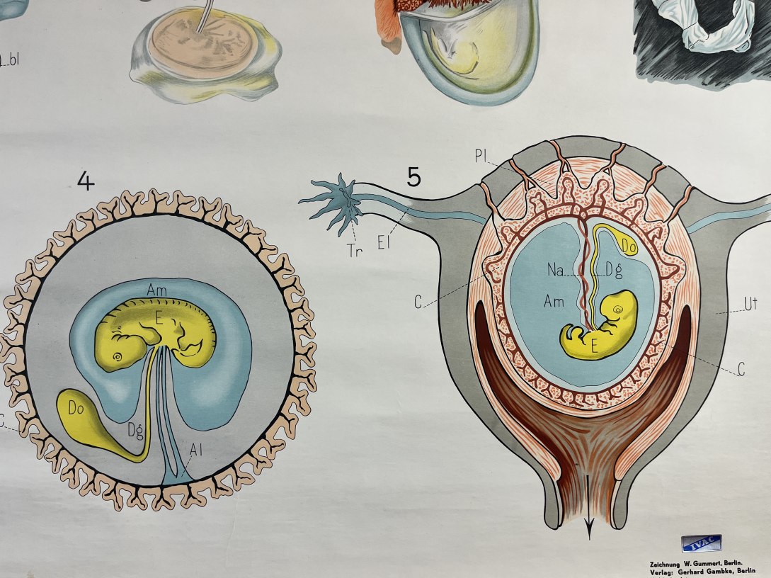 Kaart voor aan de muur van voortplantingsorganen en ontwikkeling van jonge zoogdieren detail2