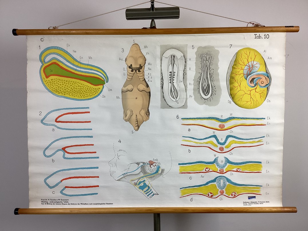 Schoolprent van Embryo: ontwikkeling van inwendige organen