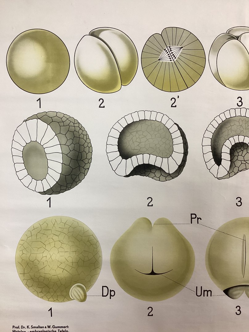 Kaart van Ontwikkeling van het embryo detail1