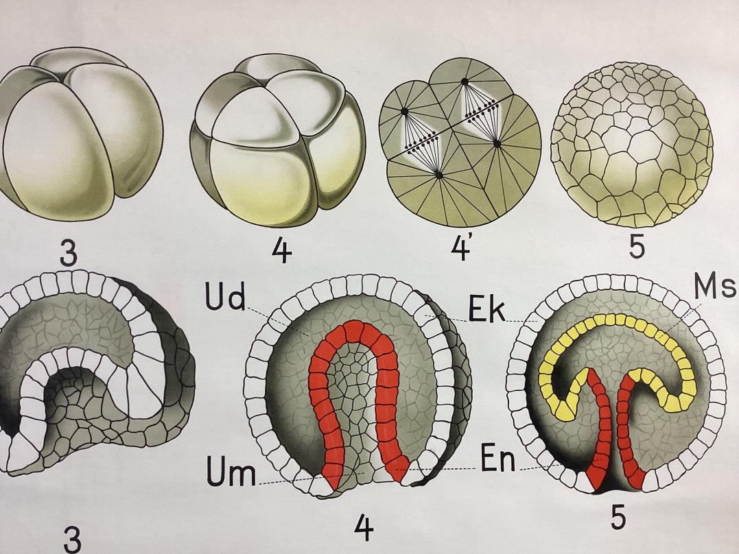 Kaart van Ontwikkeling van het embryo detail2