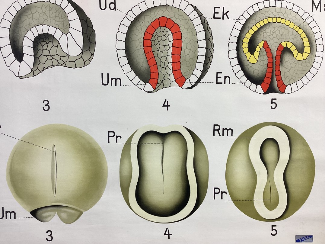 Kaart van Ontwikkeling van het embryo detail3