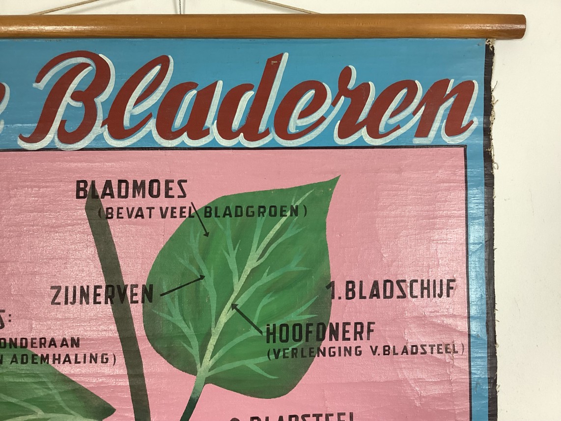 Schoolkaart van De bladeren detail3