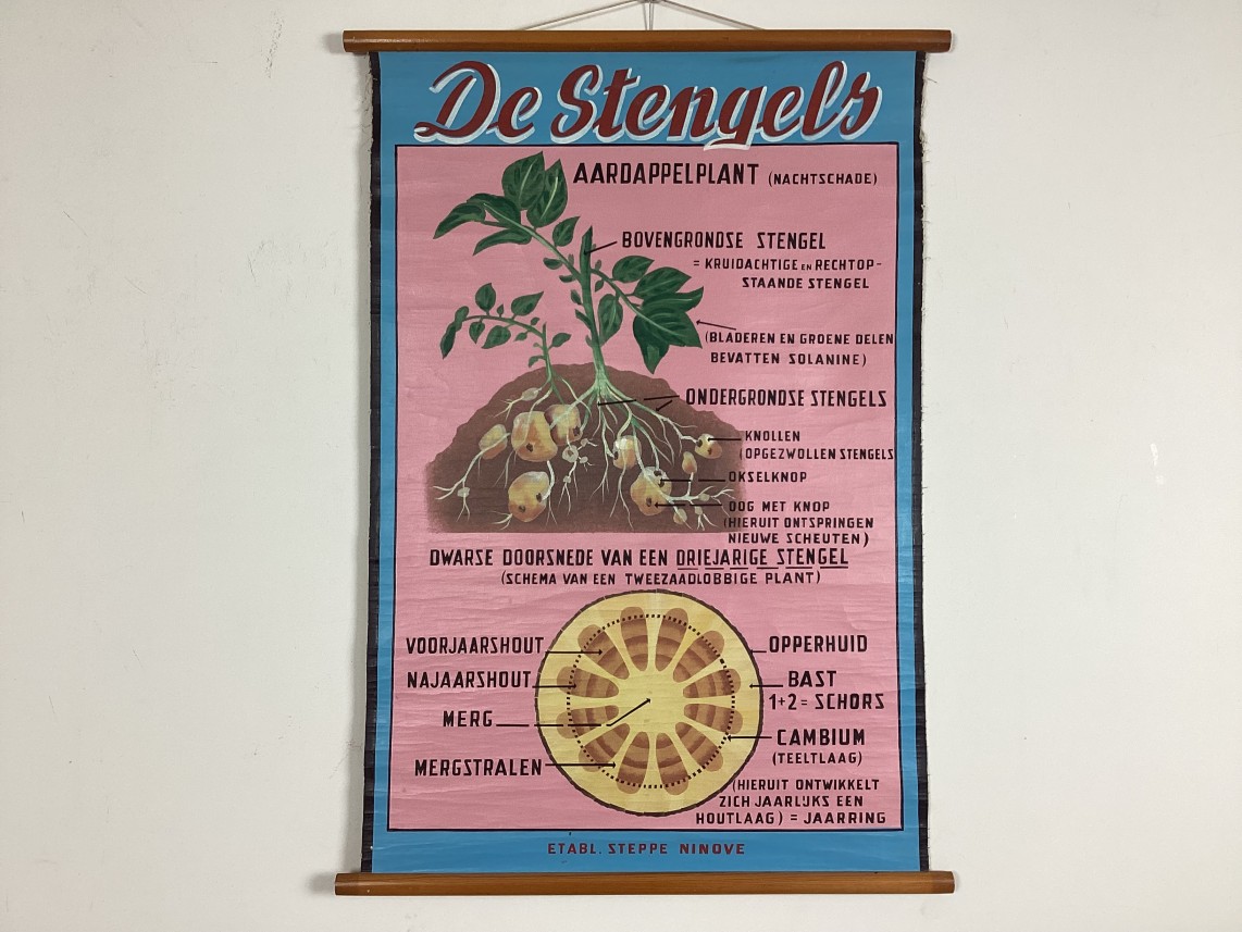 Schoolkaart van De stengels