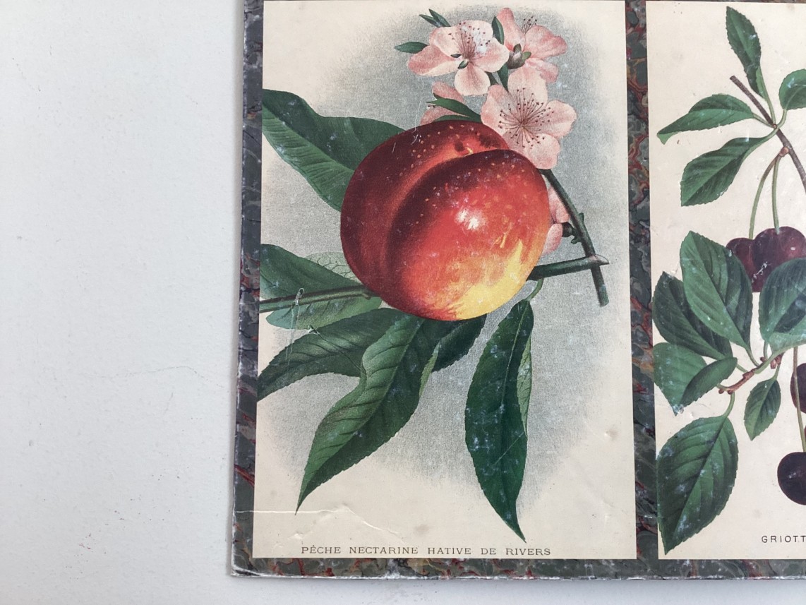 Oude kaart van Nectarines, perziken en kersen detail3