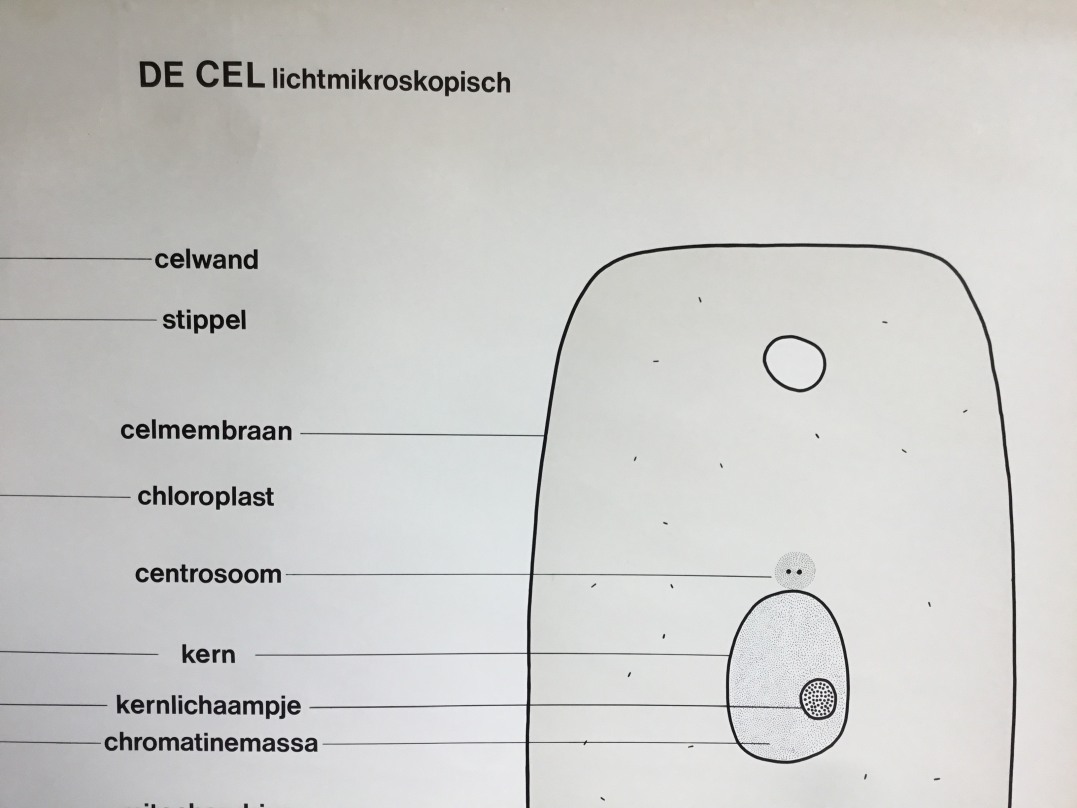 Wandkaart van De cel lichtmikroscopisch detail2