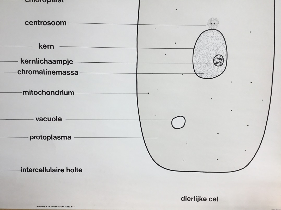 Wandkaart van De cel lichtmikroscopisch detail3