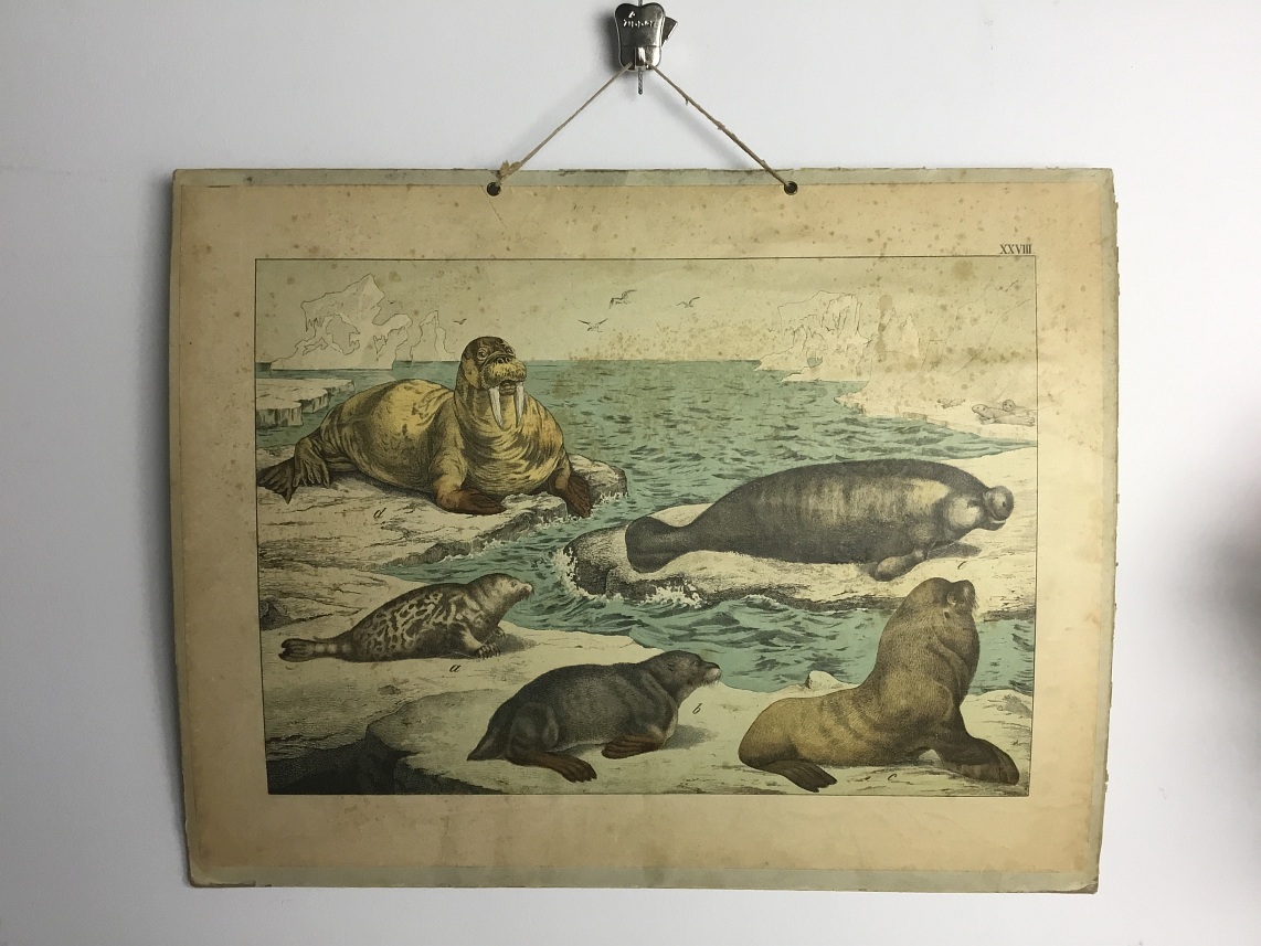 schoolwandplaten van Zeehond, zeebeer, zeeleeuw, walrus, lemantijn (zeekoe)