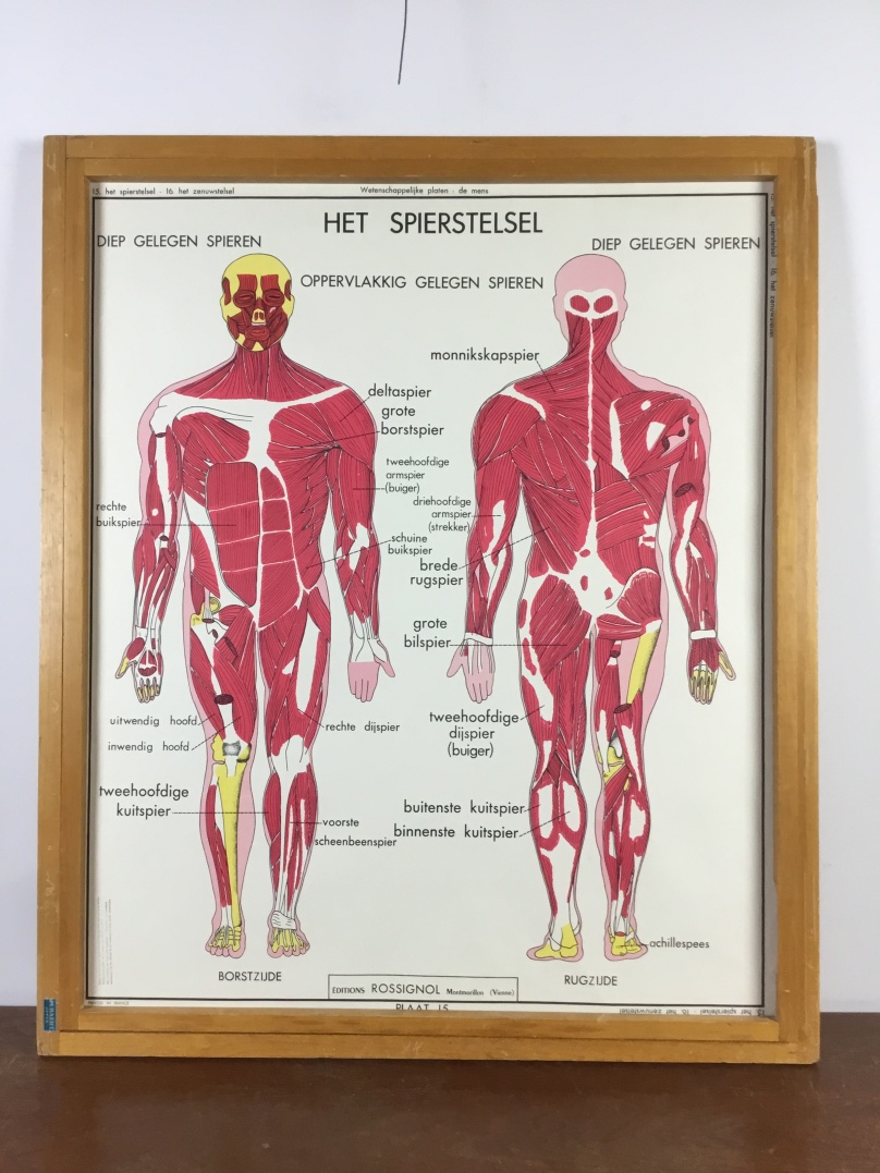 Schoolkaart van Het menselijk lichaam detail1