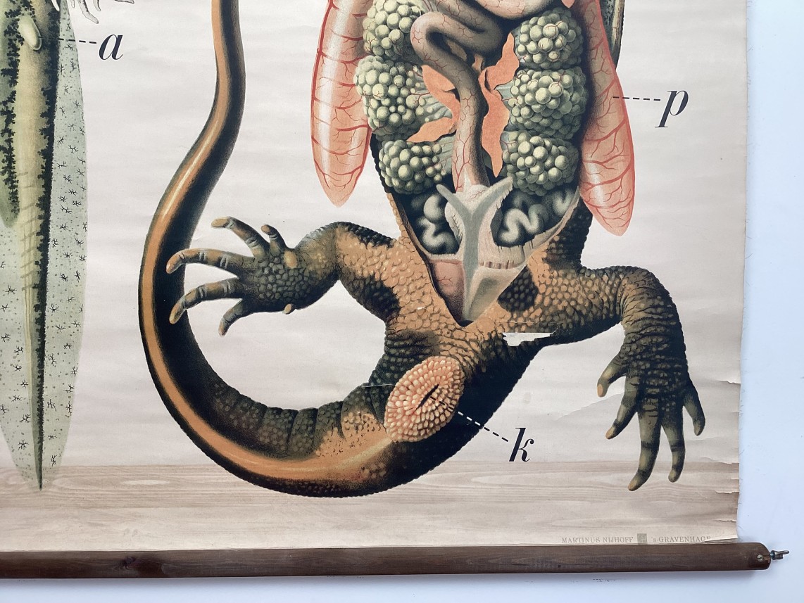 Oude kaart van De grote of gekamde zoetwatersalamander detail3